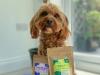 Cavapoo posing with salmon & chicken treats