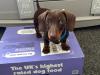 dachshund posing with years box and salmon meal