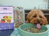 Cockapoo eating years salmon meal
