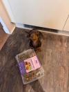 Daschund waiting patiently for years salmon meal