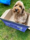 A dog sat in a Years box outside