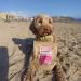 A photograph of a dog sat on the beach with a bag of Brainy Bites inbetween his legs