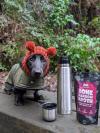 dachshund in woods with hat and coat photographed with bone marrow gravy and a flask