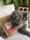 A photograph of a dog laying down cuddling up to a pack of Years Healthy Teeth & Happy Gut treats