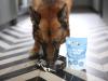 Dog Licking Buddy & Lola's Goats Milk from Bowl