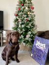 Dog with advent calendar