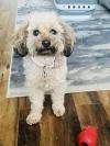 A photograph of a dog called Willow