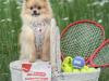dog standing on a basket with tennis balls and years strawberries and cream beside