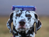 dog with chocka'block bar on head