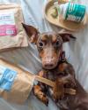 Dog enjoying treats