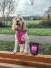 Cockapoo on a walk stood up leaning on bench with bone marrow broth in view