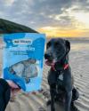 Dog with sea cookies on beach