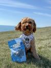 A photograph of Lennie the cavapoo posing next to a pack of Seacookies