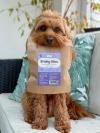 Cavapoo sat on sofa holding duck brainy bite packet in mouth