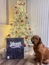 dog posing in front of tree with advent calendar