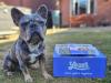 French bulldog posing with years box and salmon meal