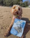 dog with sea cookies 