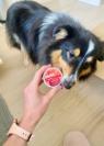Dog posing with breed health supplement