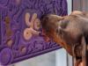 Dog interacting with a Years Stick n Lick