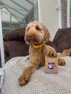 A cockapoo posing with its paw ontop of a box of Years poo bags