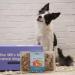 border collie posing with a years surf n turf meal