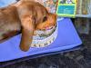 dog eating years food ontop of stayfresh lid