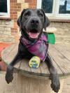 dog posing with breed health+ supplement