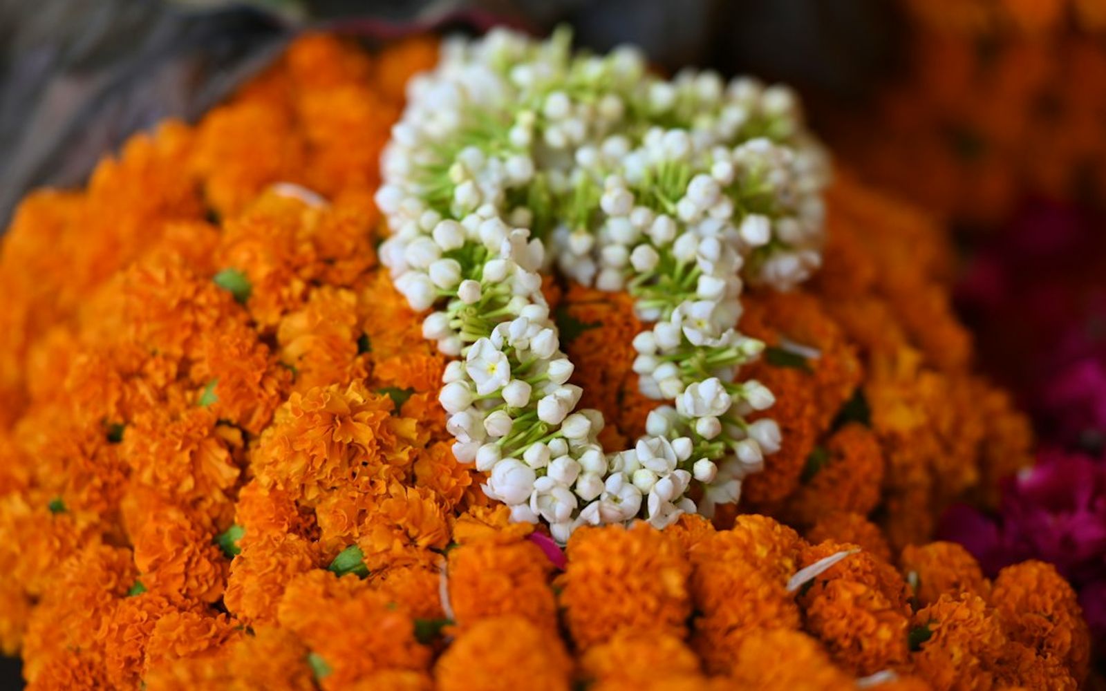 Iconic Cultural Festivals in 2026 and Why They Matter