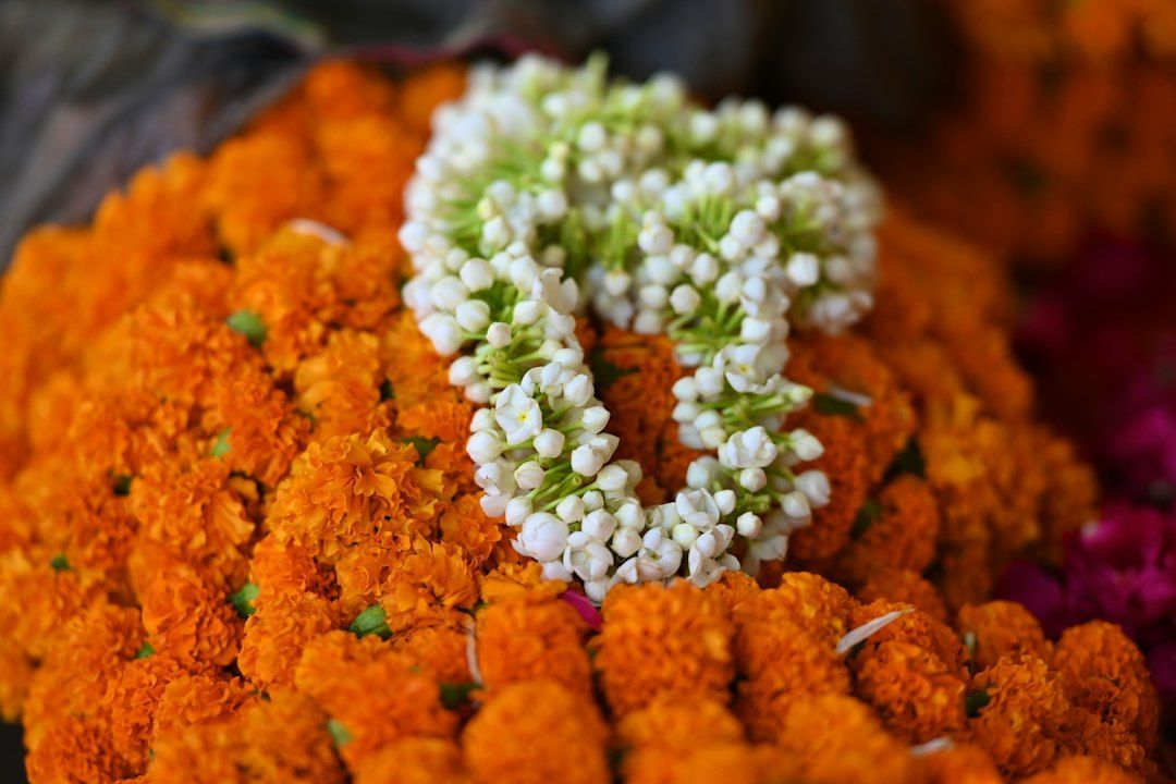 Iconic Cultural Festivals in 2026 and Why They Matter