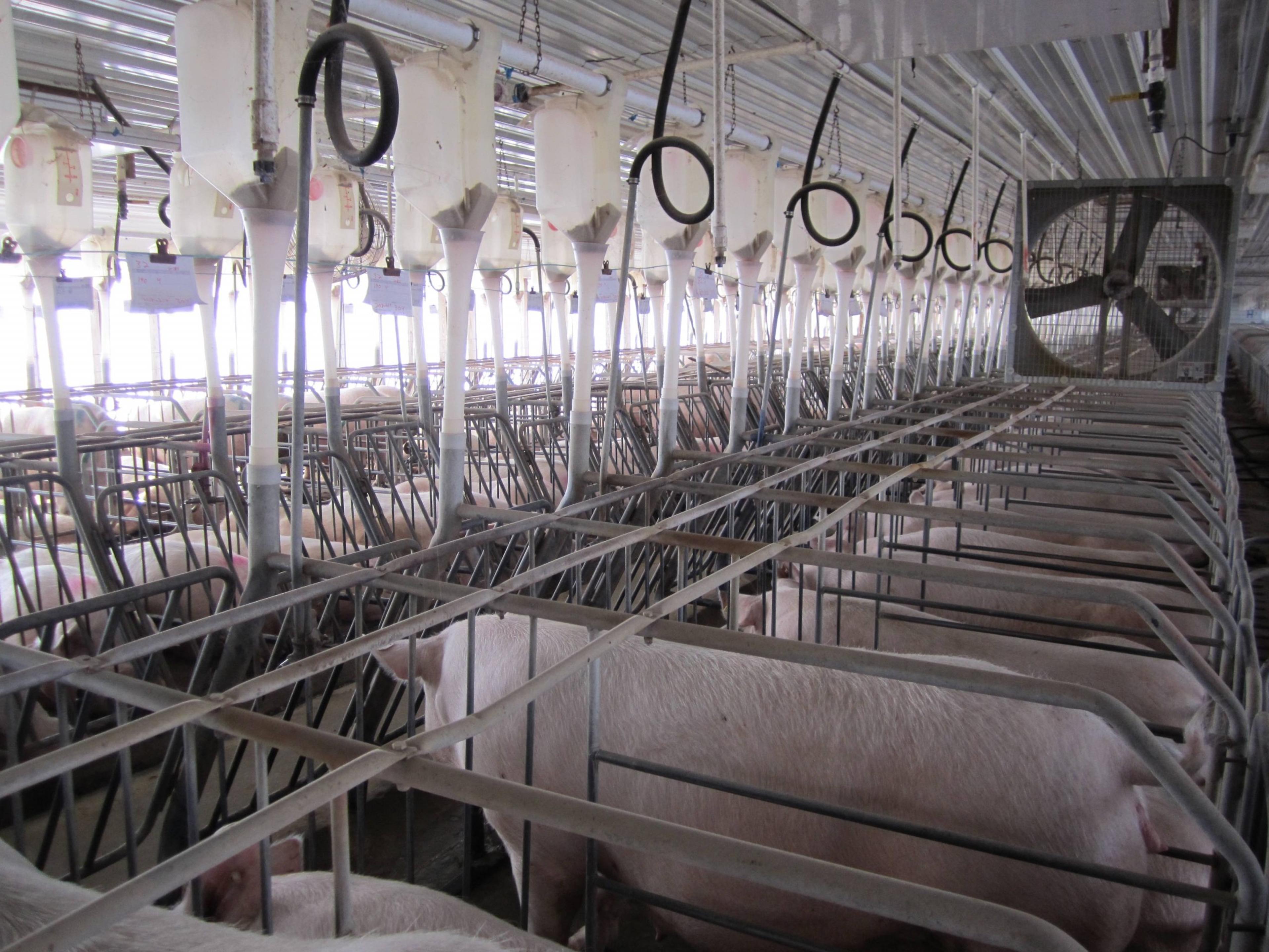 Smithfield Investigation