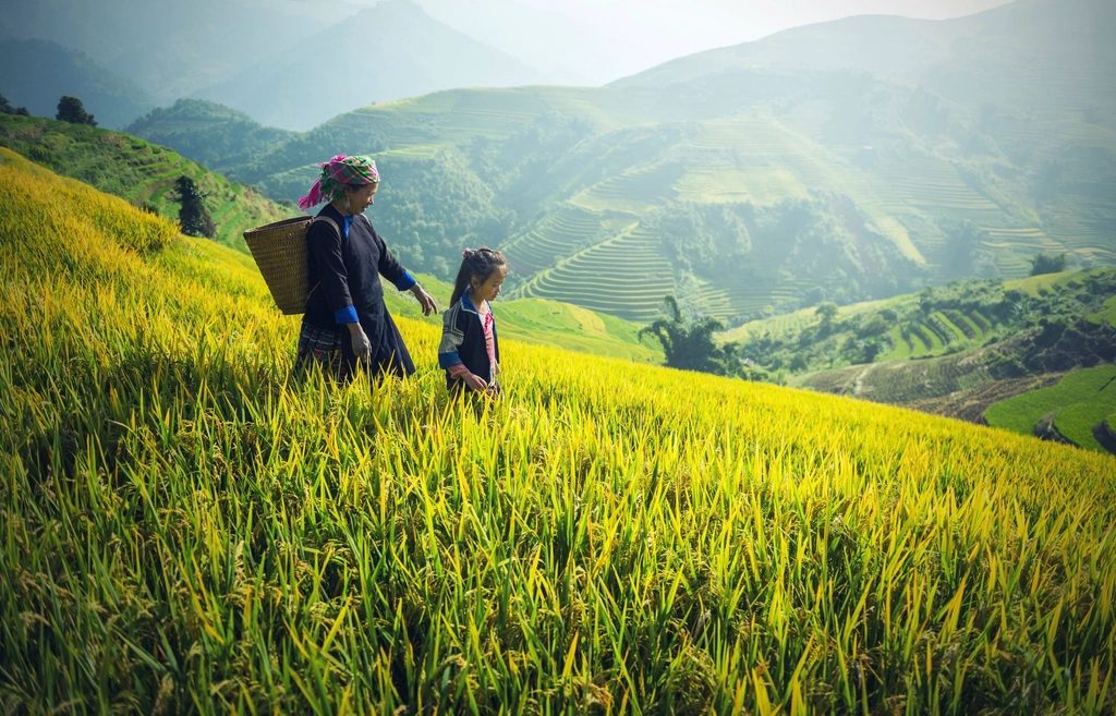 Sawah terasering