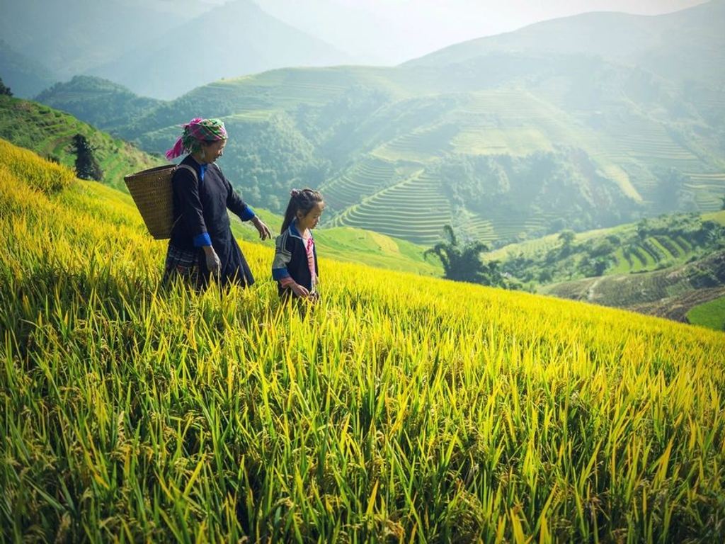 Sawah terasering