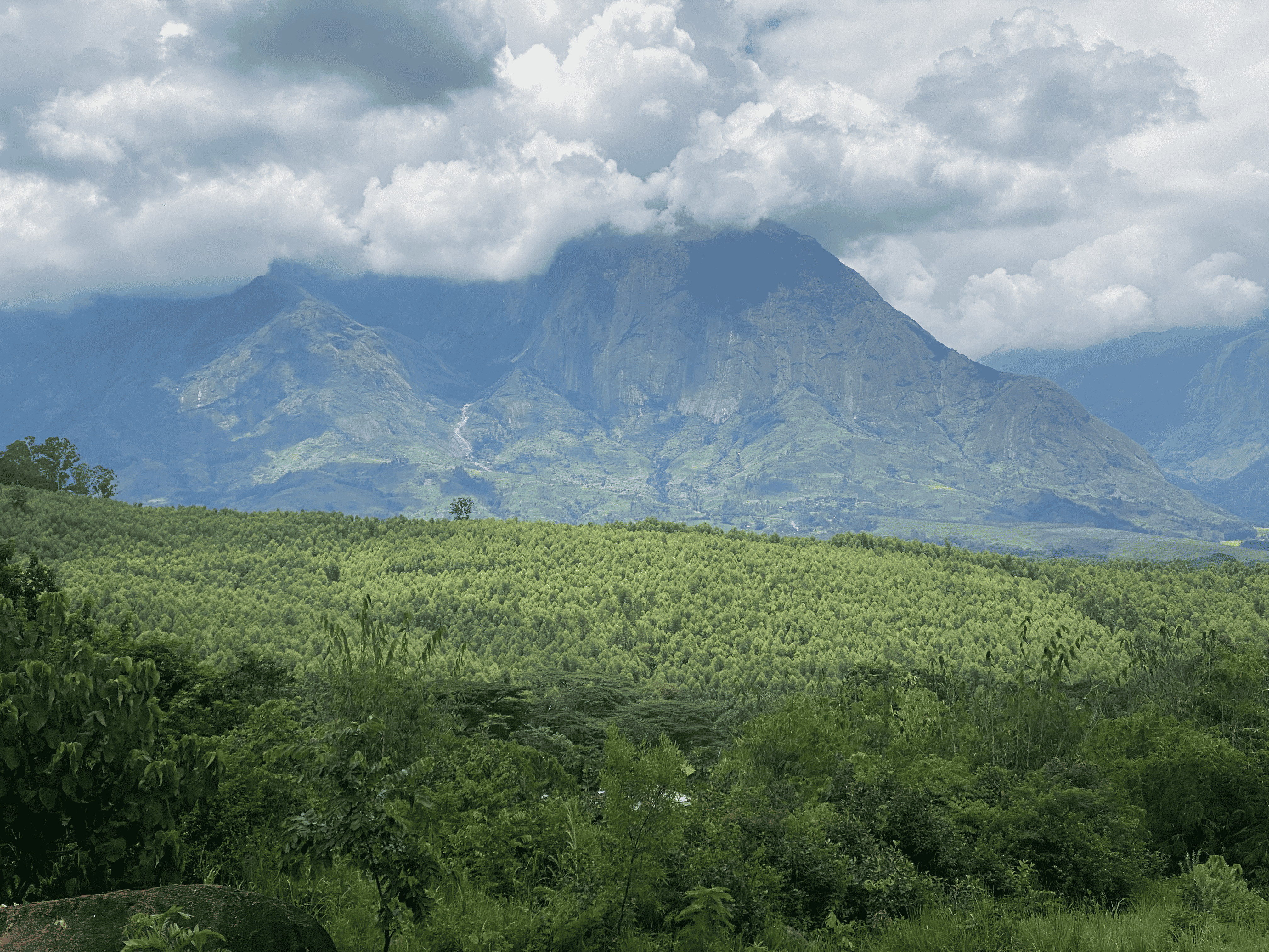 The Economics of Insetting