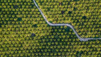 An aerial view of a dirt path through a dense plantation of palm trees.