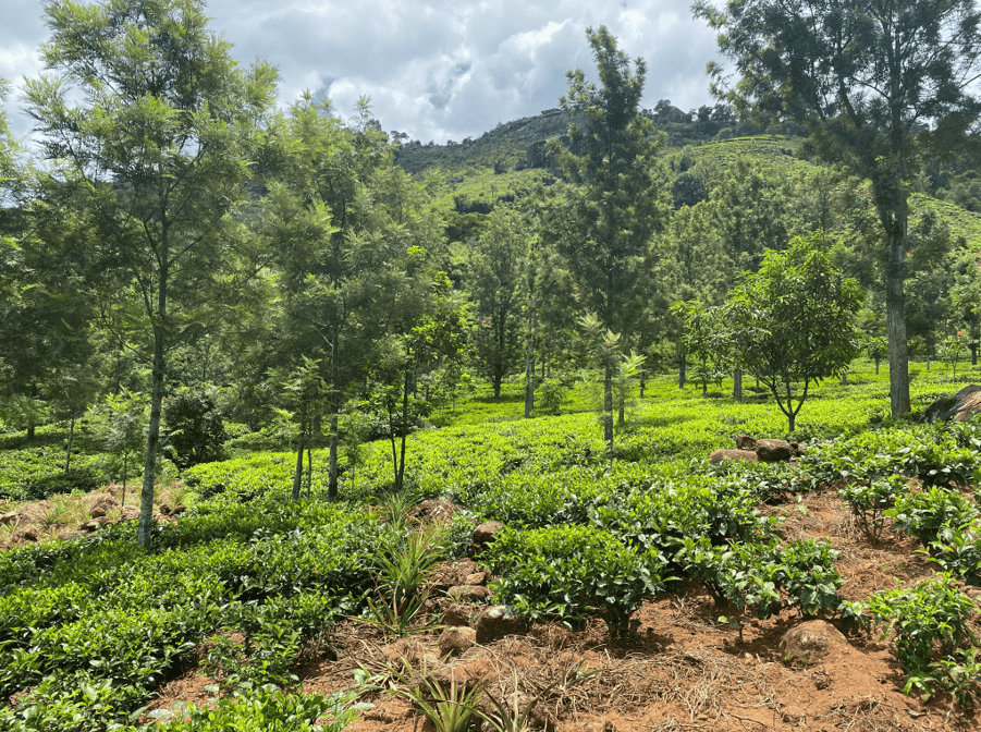 Carbon Removals Methodology