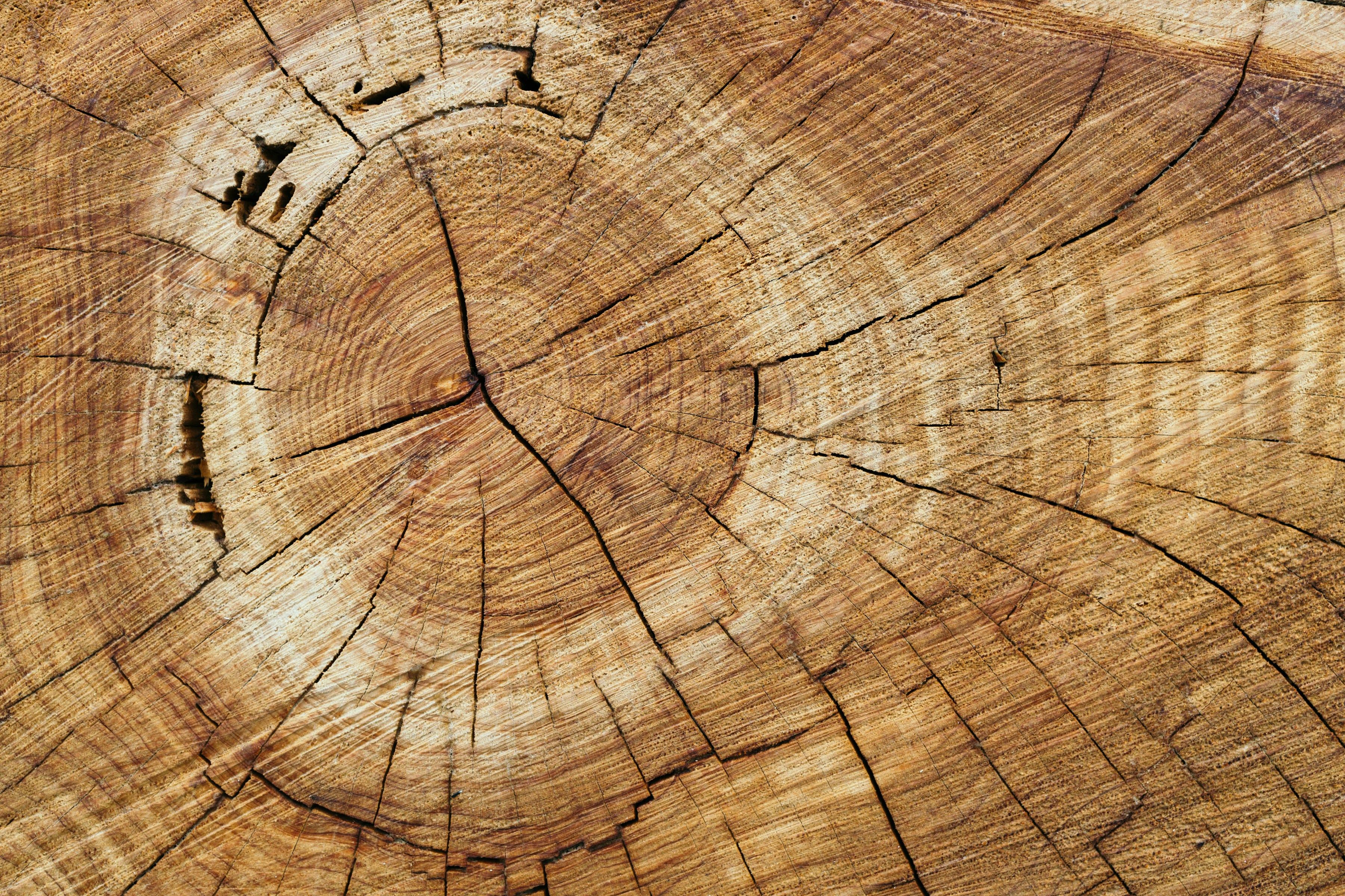11Foundry and Epoch Announce Technology Partnership to Solve Timber’s Toughest EUDR Challenge