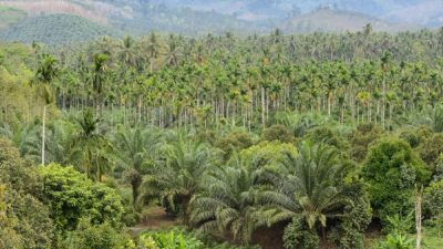 A lush, green landscape filled with rows of palm trees and other vegetation.