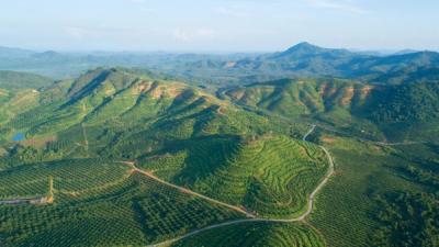 An aerial view of rolling green hills covered with palm tree plantations.