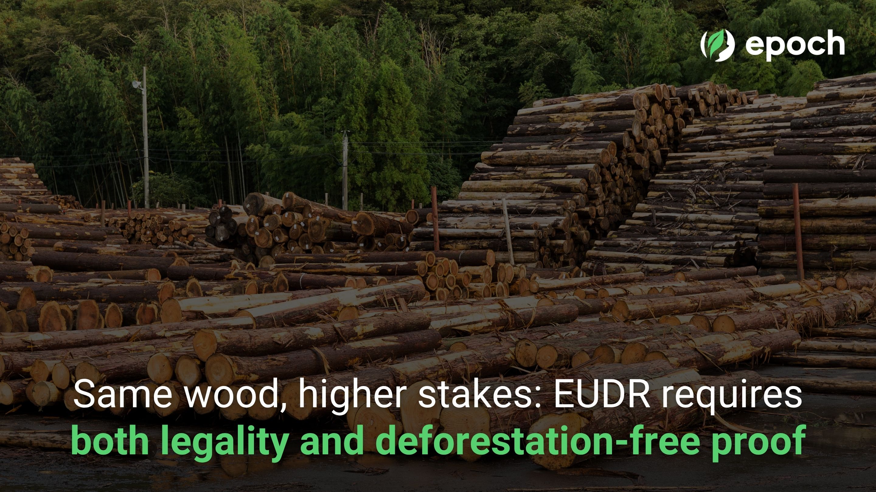 From Timber to Wood: What Changes on 30 December for the Industry That's Complied Longest