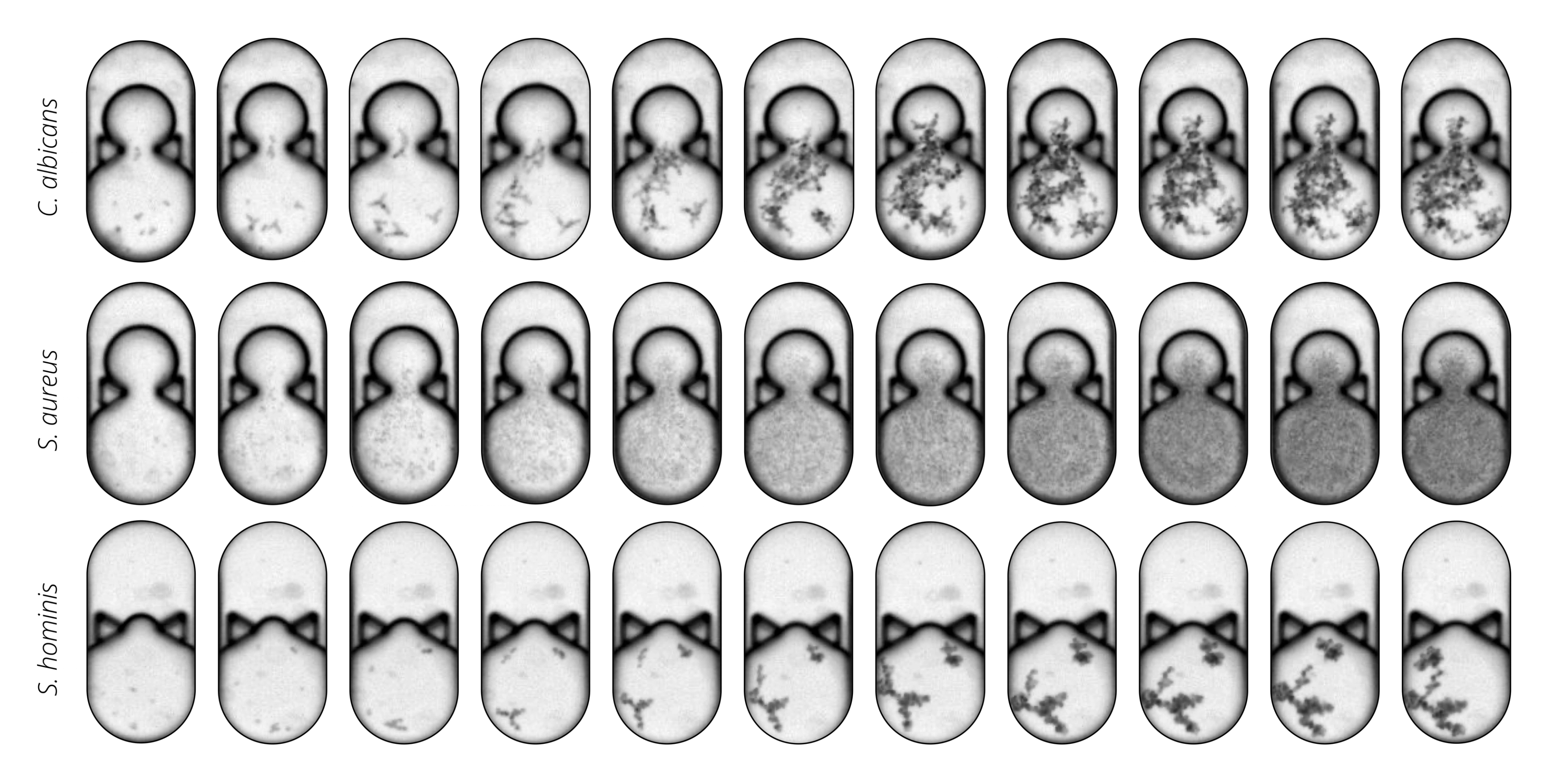 Time series for three of ten Skin Universe Project target microbes