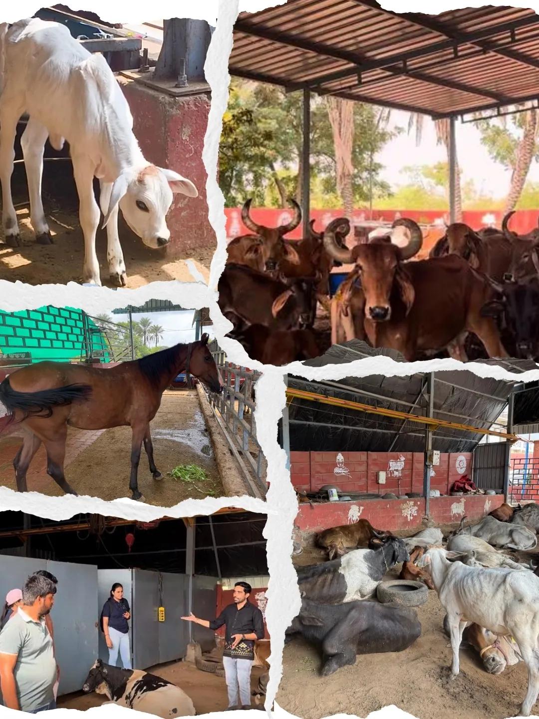 Jignect Cares: A Morning of Compassion at Vaikunthdham