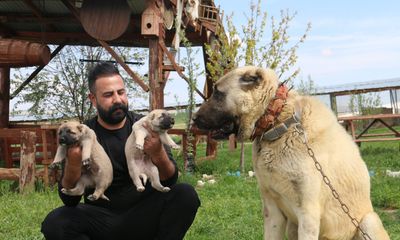 Kurt Popülasyonundaki Artış Kangal Köpeği Talebini Zirveye Taşıdı