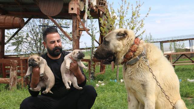 Kurt Popülasyonundaki Artış Kangal Köpeği Talebini Zirveye Taşıdı