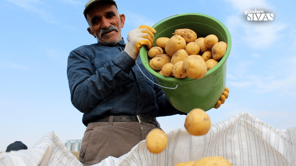 Sivas'ta Patates Rüzgarı: Rekor Üretim Sürüyor