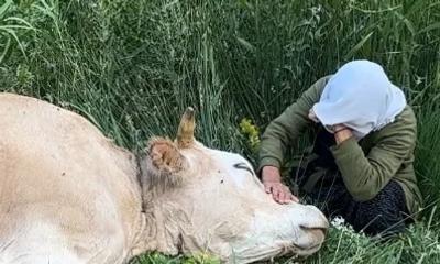 Bir İnek Değil, Ailenin Geçim Kaynağıydı!