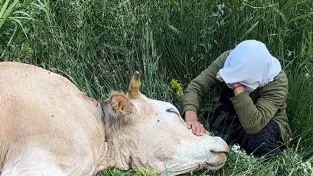 Bir İnek Değil, Ailenin Geçim Kaynağıydı!