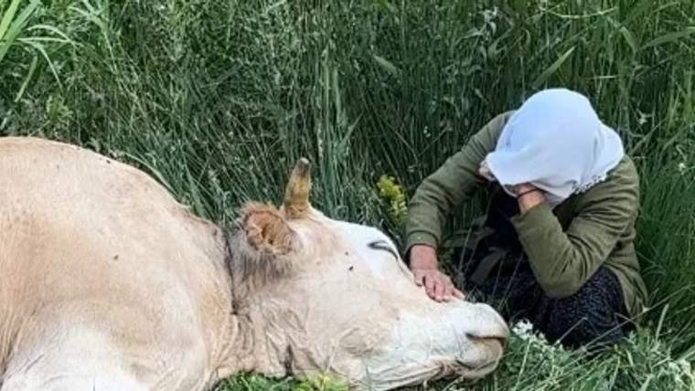 Bir kadının, yatar durumda bir ineğin başını okşadığı bir görüntü. Arka planda yeşil otlar var.