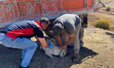 Sivas'ta Sahipli Kedi ve Köpekler İçin Kuduz Aşısı ve Mikroçip Uygulaması