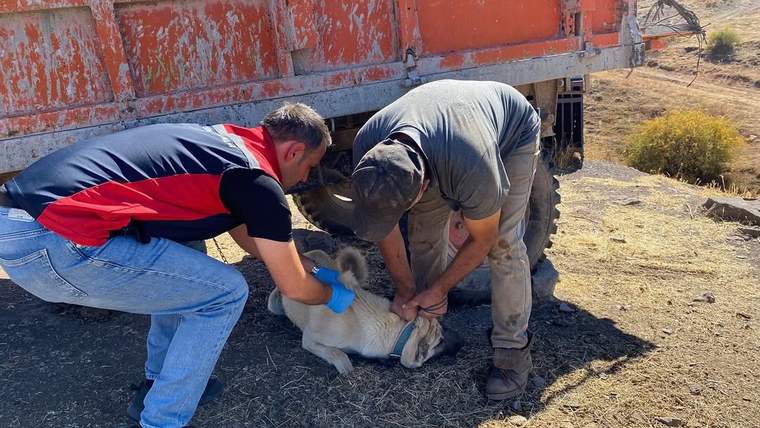 Bir kişi, yerde yatan bir köpeğe aşı yaparken, diğer kişi ona yardım ediyor.