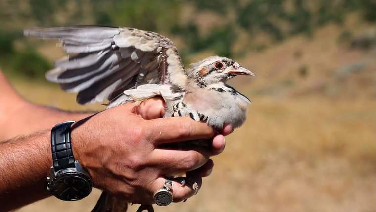 Bir kişinin elinde tutarak uçmaya hazırlanan bir kuş, arka planda yeşil alanlar görünmekte.